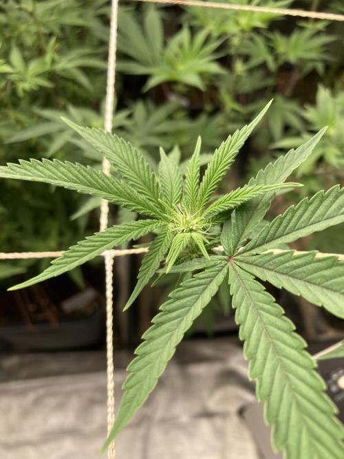 Zoy Sauce Clones (My Cut). Week 3