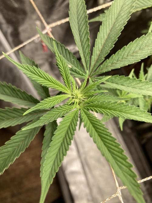 Zoy Sauce Clones (My Cut). Week 3