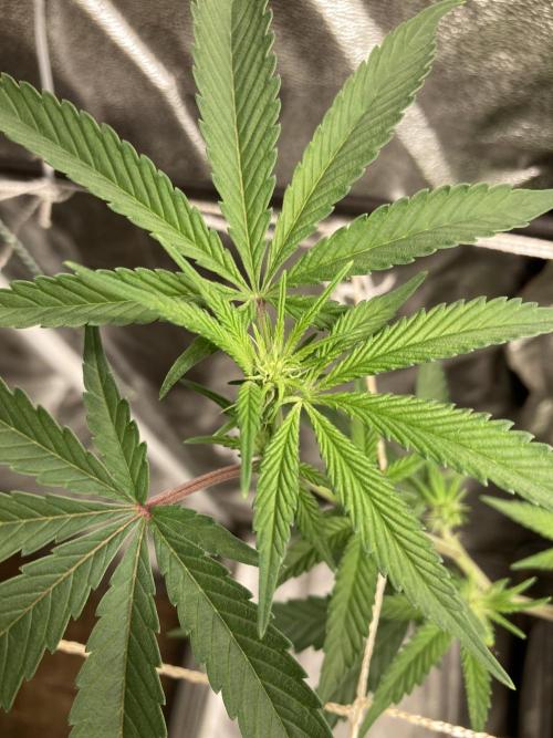 Zoy Sauce Clones (My Cut). Week 3