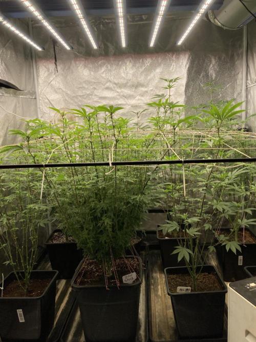 Zoy Sauce Clones (My Cut). Week 3