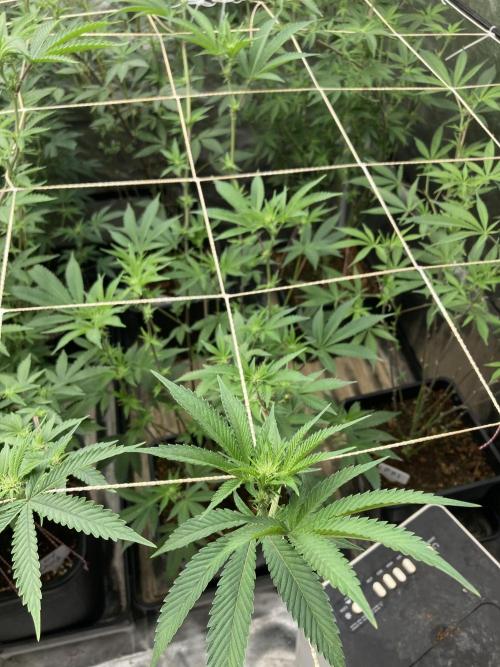 All Starz Clone (LIT Farms). Week 3