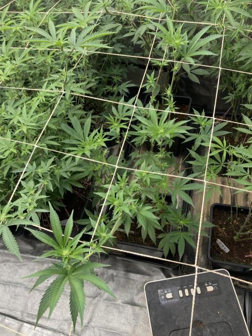 All Starz Clone (LIT Farms). Week 3