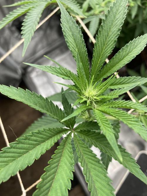 All Starz Clone (LIT Farms). Week 3