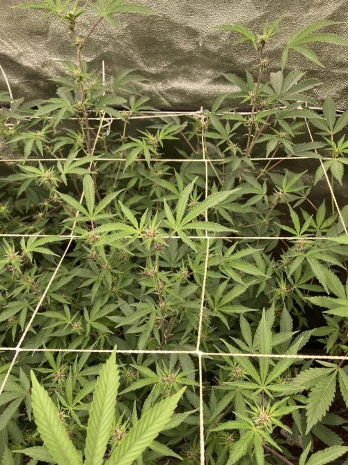 CN#6 aka Poras Purple (Relentless). Week 3