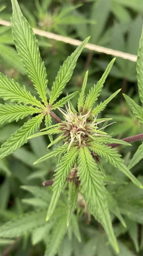 CN#6 aka Poras Purple (Relentless). Week 3