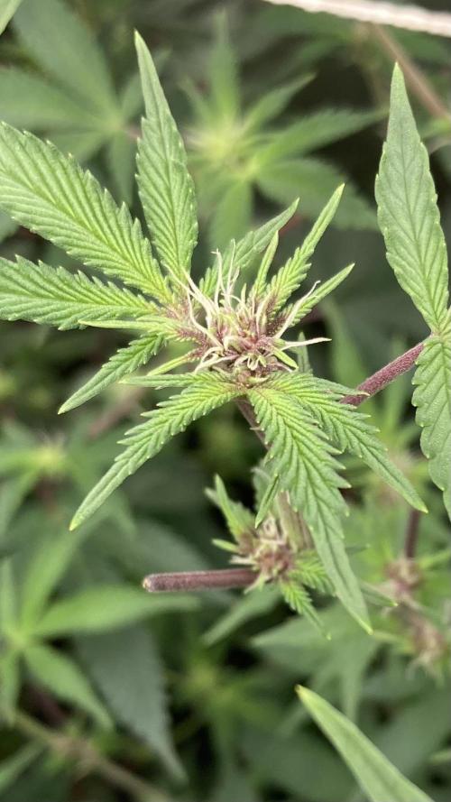 CN#6 aka Poras Purple (Relentless). Week 3