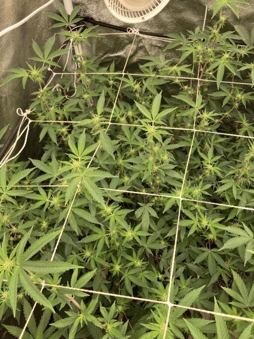 CN#2 (Relentless Genetics). Week 3