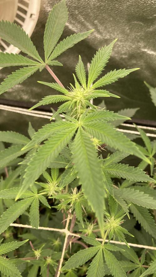 CN#2 (Relentless Genetics). Week 3