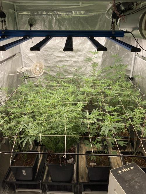 Gas Cream Runtz Clone (LIT Farms). Week 3