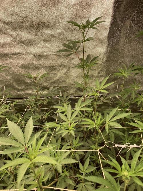 Gas Cream Runtz Clone (LIT Farms). Week 3
