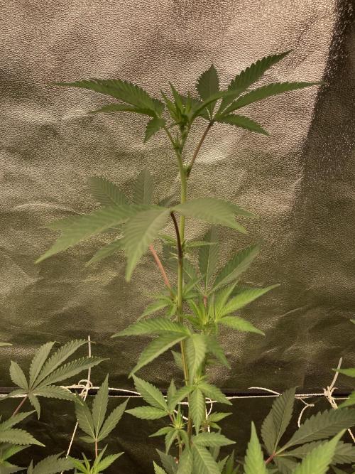 Gas Cream Runtz Clone (LIT Farms). Week 3