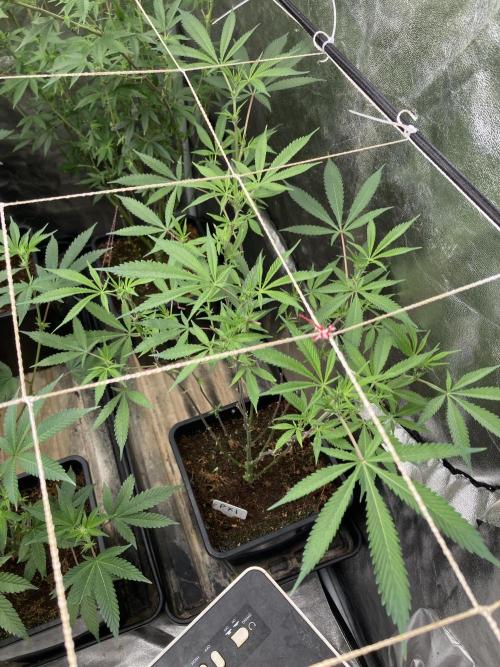 Platinum IX Clone (In House Genetics). Week 3