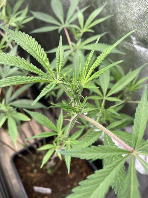 Platinum IX Clone (In House Genetics). Week 3