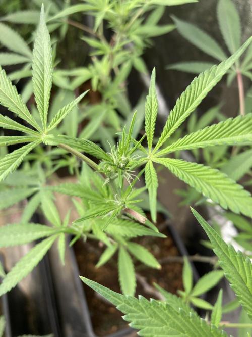 Platinum IX Clone (In House Genetics). Week 3
