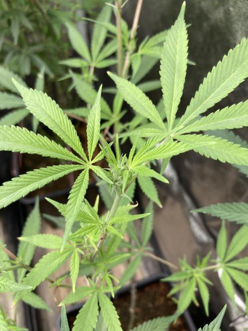Platinum IX Clone (In House Genetics). Week 3