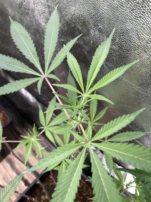 Platinum IX Clone (In House Genetics). Week 3