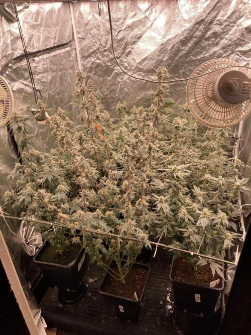 Gastini (LIT Farms). Week 14