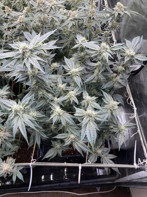 Gastini (LIT Farms). Week 14