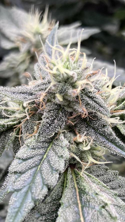 Gastini (LIT Farms). Week 14