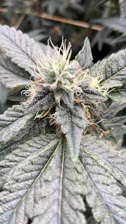 Gastini (LIT Farms). Week 14