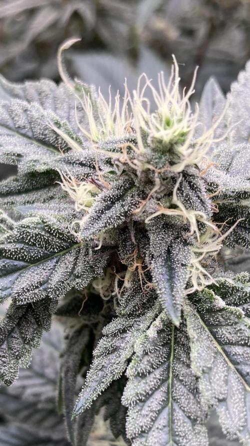 Gastini (LIT Farms). Week 14
