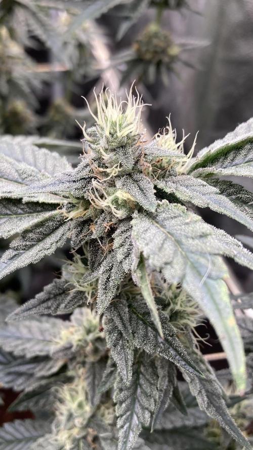 Gastini (LIT Farms). Week 14