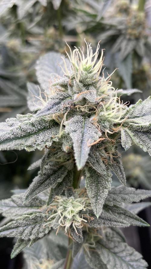 Gastini (LIT Farms). Week 14