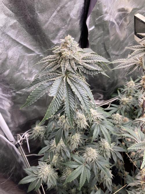 Gastini (LIT Farms). Week 14