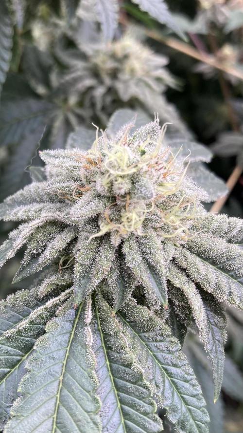 Gastini (LIT Farms). Week 14