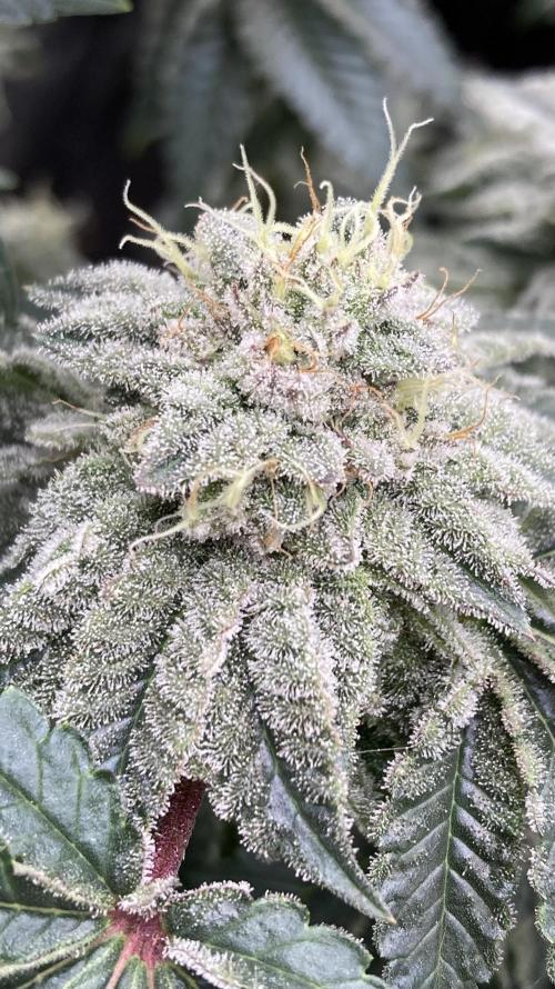 Gastini (LIT Farms). Week 14