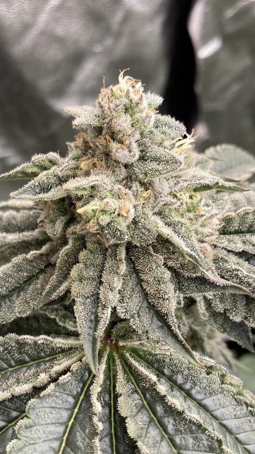 Gastini (LIT Farms). Week 14