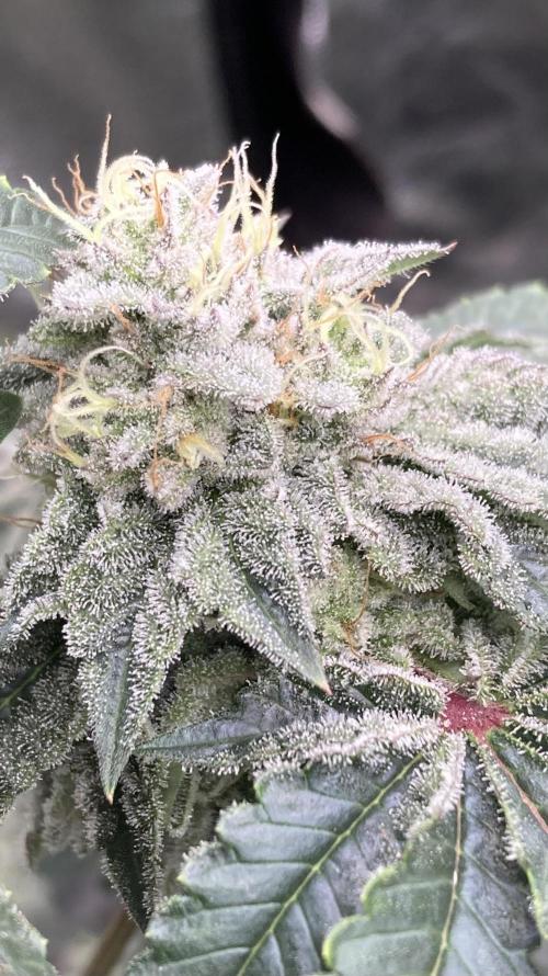 Gastini (LIT Farms). Week 14