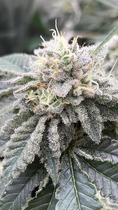 Gastini (LIT Farms). Week 14