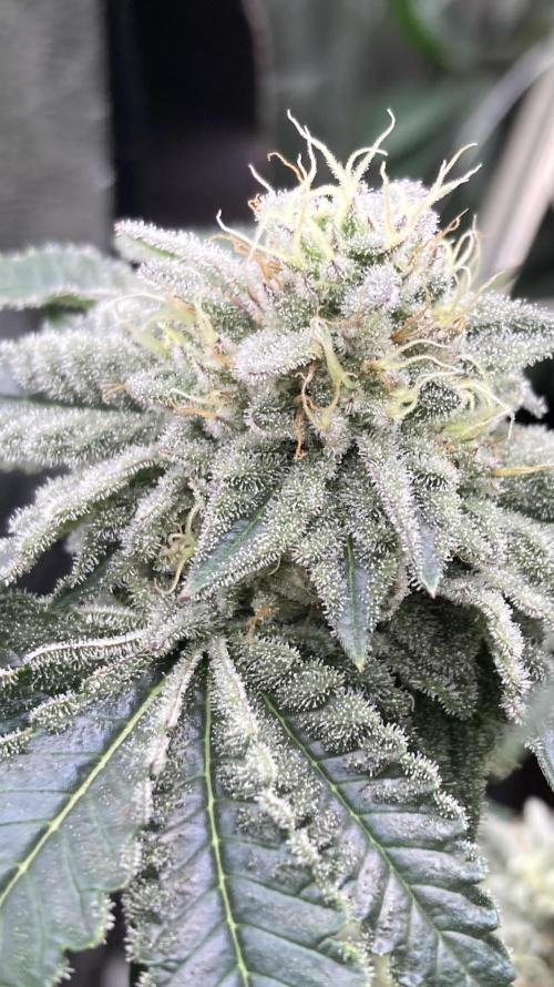 Gastini (LIT Farms). Week 14