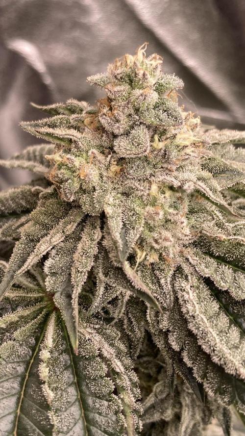 Gastini (LIT Farms). Week 14