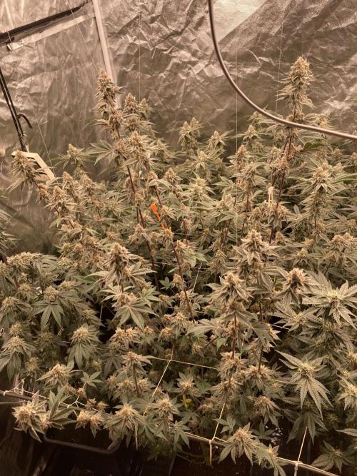 Trich Beast (Solfire Gardens). Week 14