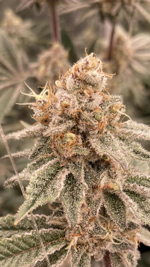 Trich Beast (Solfire Gardens). Week 14