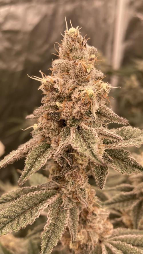 Trich Beast (Solfire Gardens). Week 14