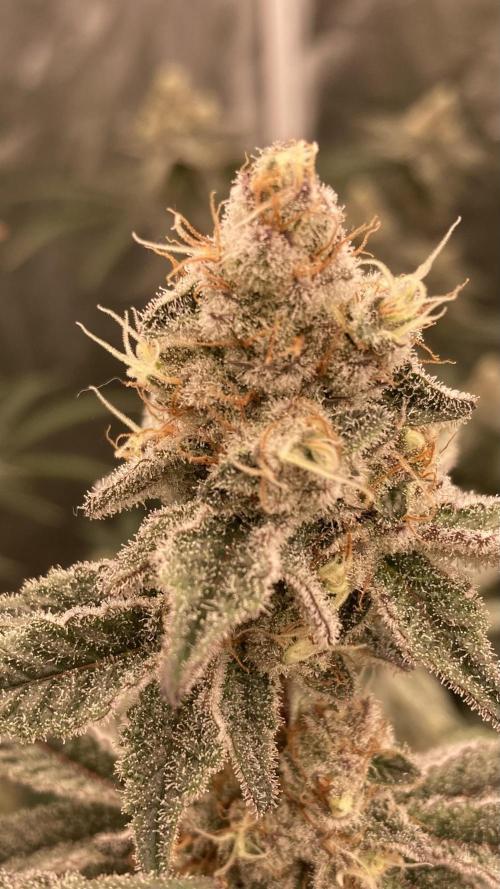 Trich Beast (Solfire Gardens). Week 14
