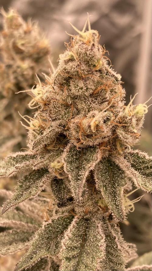 Trich Beast (Solfire Gardens). Week 14