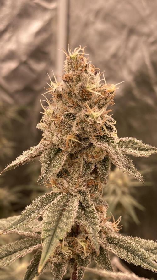 Trich Beast (Solfire Gardens). Week 14