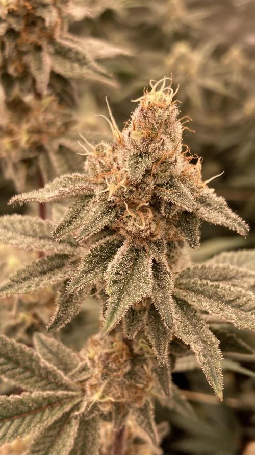 Trich Beast (Solfire Gardens). Week 14