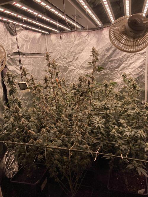 Trich Beast (Solfire Gardens). Week 14