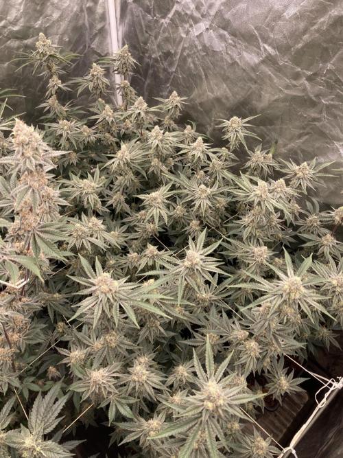 Zoy Sauce Clones (My Keeper Cut). Week 8