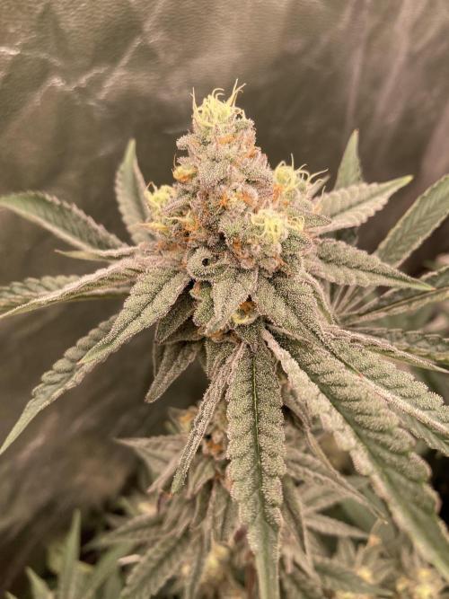 Zoy Sauce Clones (My Keeper Cut). Week 8