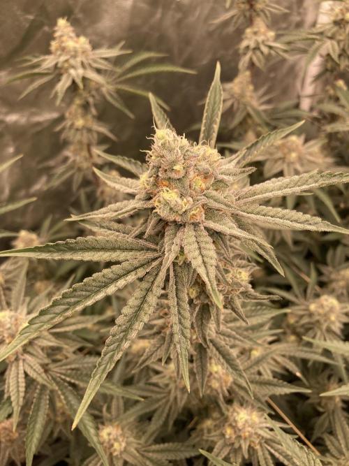Zoy Sauce Clones (My Keeper Cut). Week 8