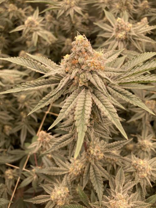 Zoy Sauce Clones (My Keeper Cut). Week 8