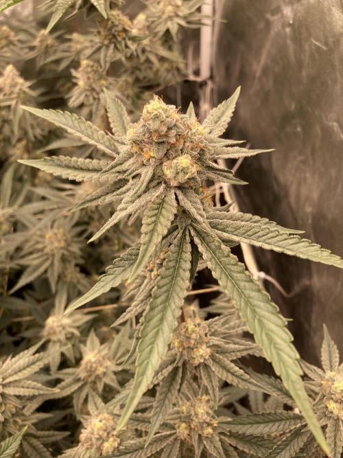 Zoy Sauce Clones (My Keeper Cut). Week 8