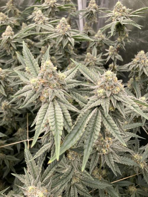 Zoy Sauce Clones (My Keeper Cut). Week 8