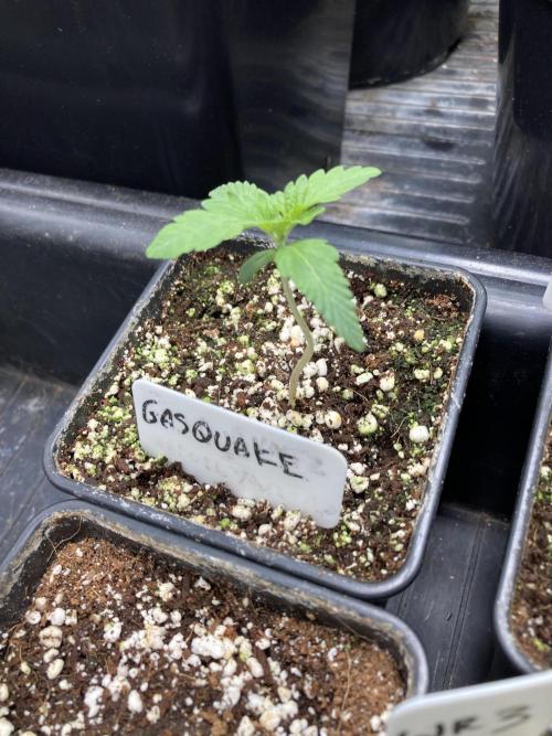 GasQuake (In House Genetics). Week 2